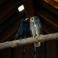 Raven & Owl in the Barn — Digital Art Print