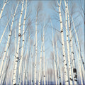 Upward View of Birch Trees Against a Brilliant Blue Sky